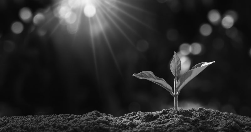 a small sprout poking out of the soil, representing spiritual renewal